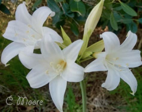 bare naked lady flower|Belladonna Lily Planting & Growing Guide – Easy To Grow